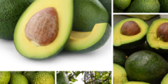 الأفوكادو