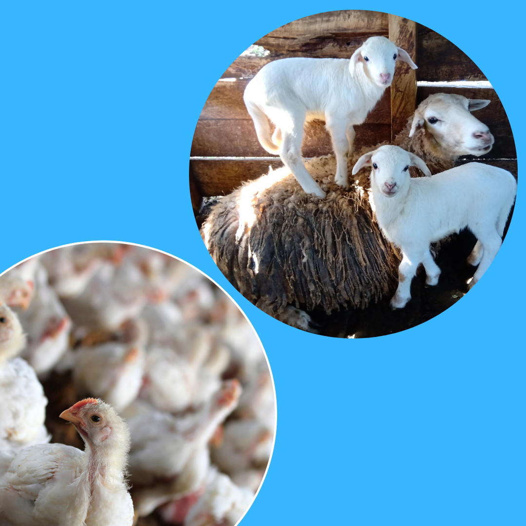 علوم الحيوان والدواجن