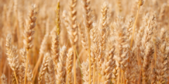 القمح