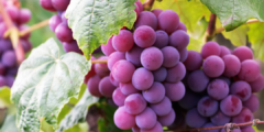 العنب و فوائده